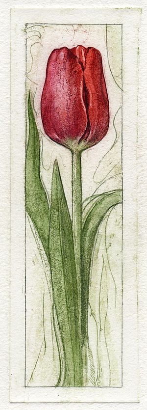 "Tulpe" (327) 