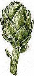 "Große Artischocke" (331) 